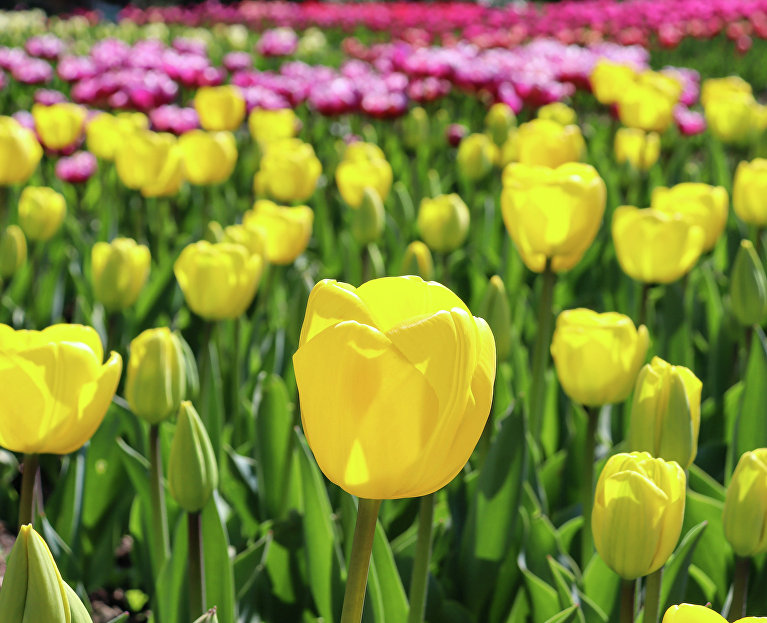 Парад тюльпанов в Никитском ботсаду 