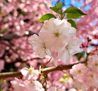 Розовая и белая сакура расцветёт в Партените: как попасть на фестиваль созерцания «Ханами»