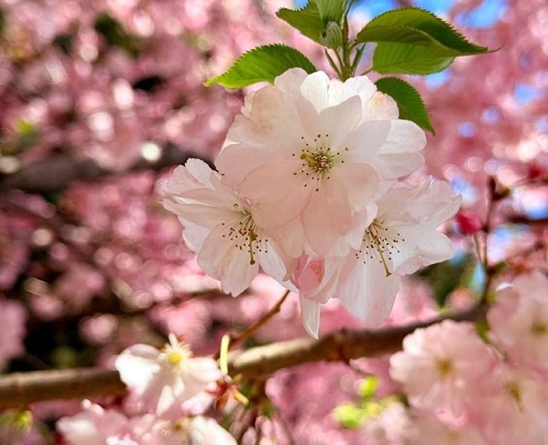 Сакура в Японском саду санатория «Айвазовское»