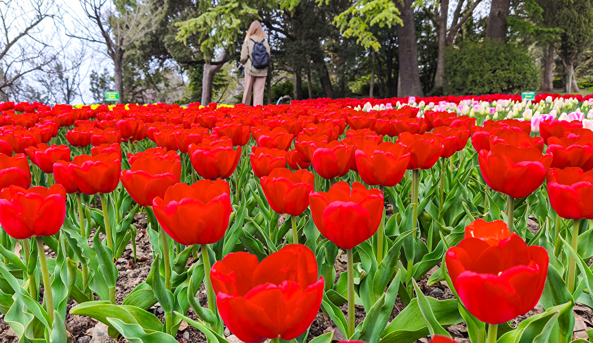 Парад тюльпанов в Никитском ботаническом саду Парад тюльпанов в Никитском ботаническом саду
