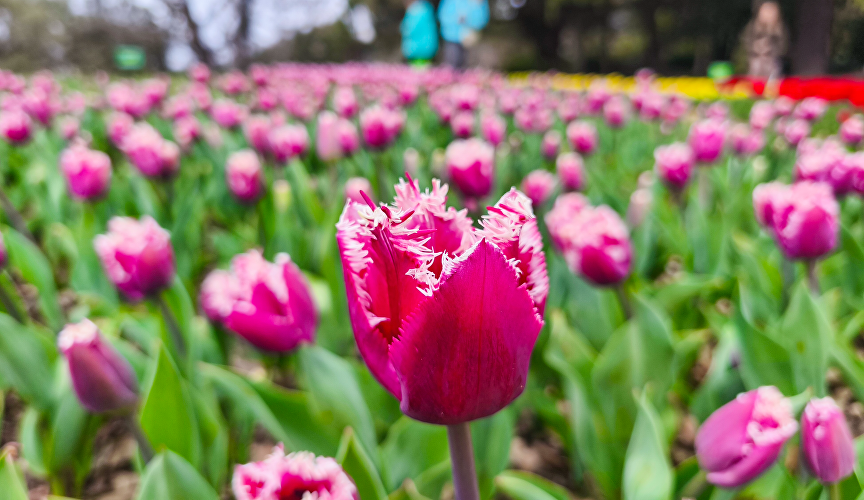 Парад тюльпанов в Никитском ботаническом саду Парад тюльпанов в Никитском ботаническом саду