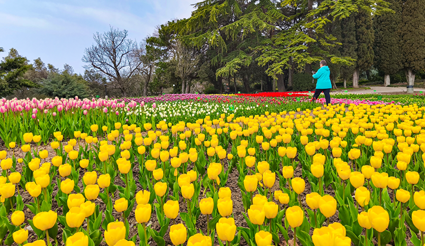 Парад тюльпанов в Никитском ботаническом саду