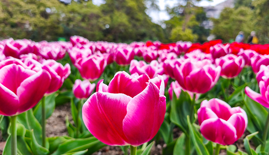 Парад тюльпанов в Никитском ботаническом саду Парад тюльпанов в Никитском ботаническом саду