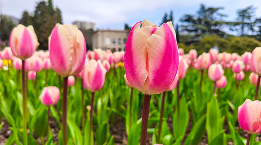 Парад тюльпанов в Никитском ботаническом саду