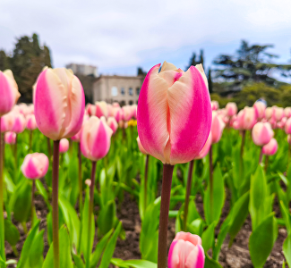 «Романтика крымской весны»: в Никитском ботсаду открылся 19-й парад тюльпанов