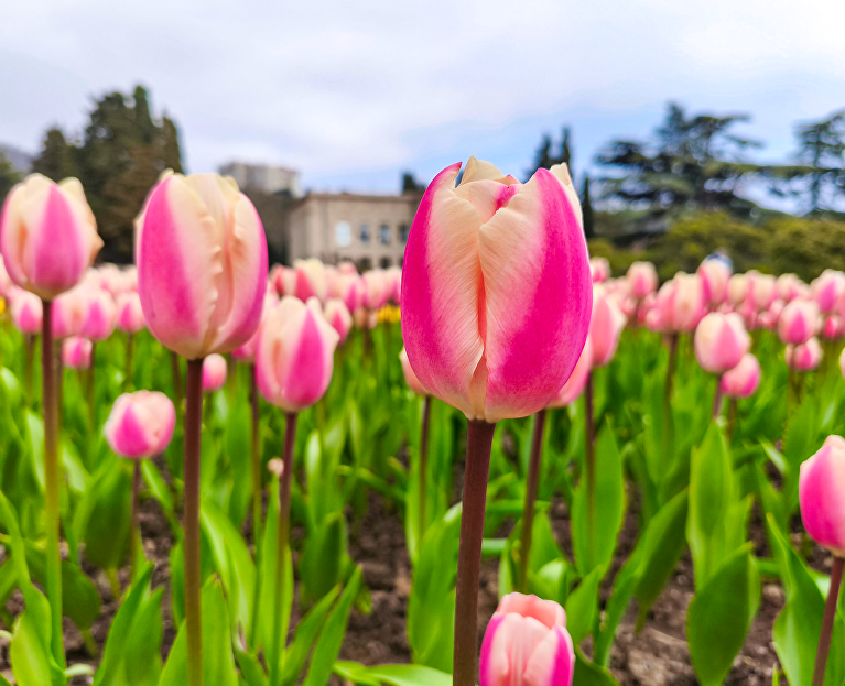 Парад тюльпанов в Никитском ботаническом саду 