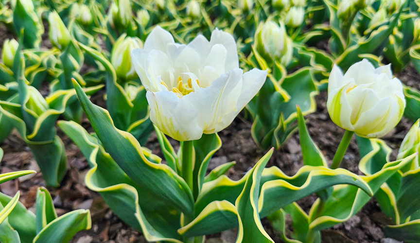 Парад тюльпанов в Никитском ботаническом саду Парад тюльпанов в Никитском ботаническом саду