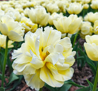 Парад тюльпанов «Романтика крымской весны» в Никитском ботсаду, 27 марта – 20 апреля