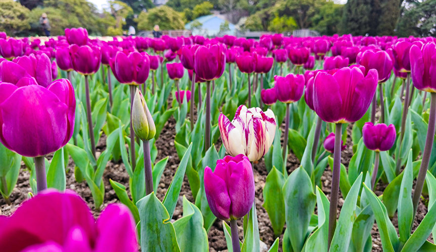 Парад тюльпанов в Никитском ботаническом саду Парад тюльпанов в Никитском ботаническом саду