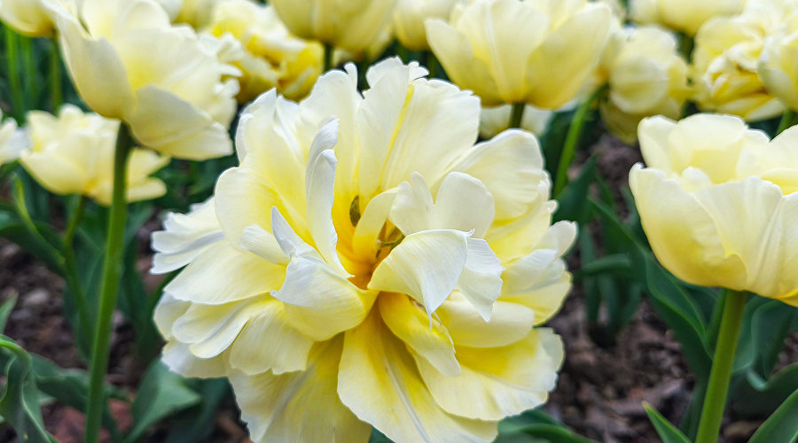 Парад тюльпанов в Никитском ботаническом саду Парад тюльпанов в Никитском ботаническом саду