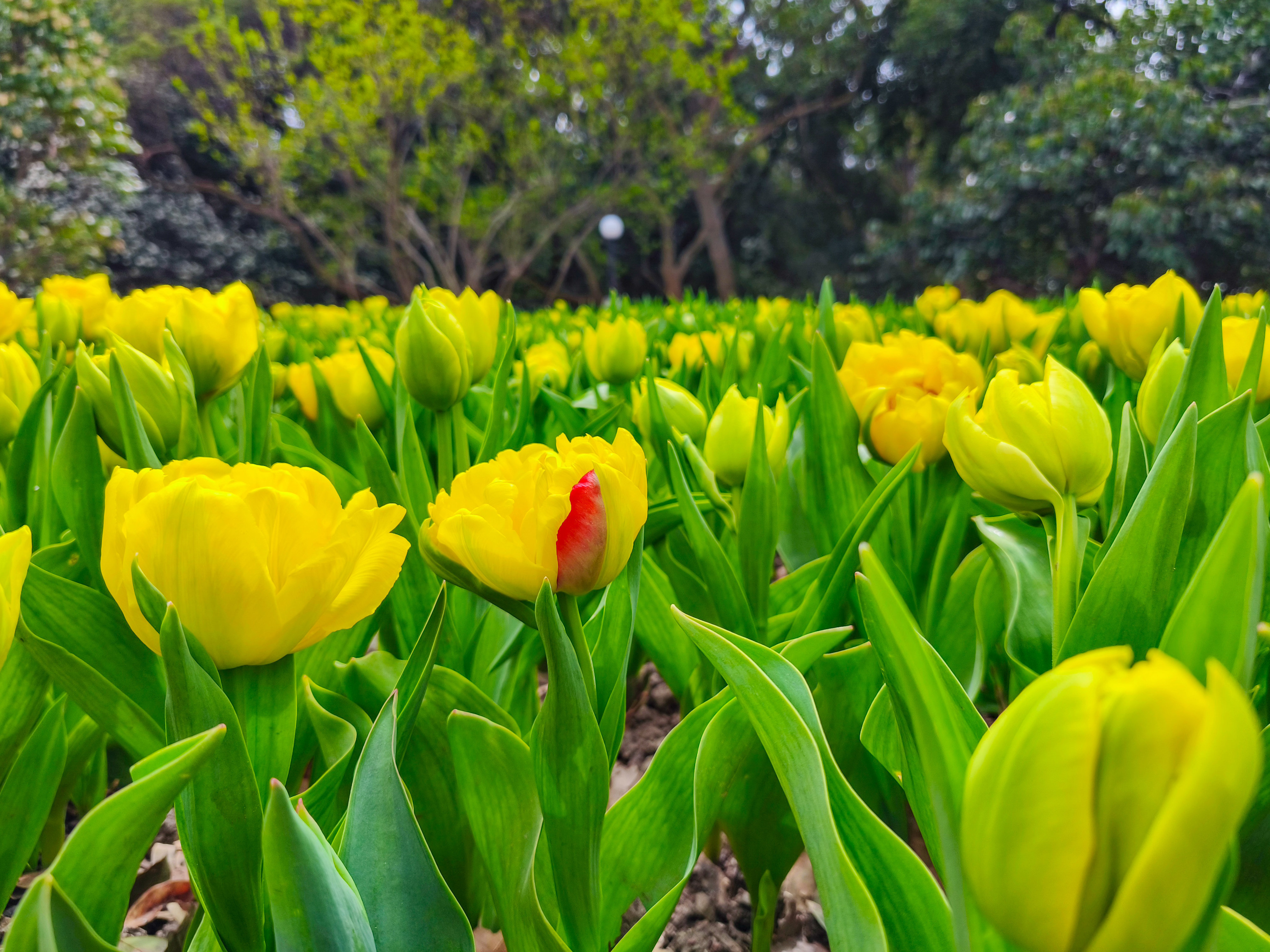 Парад тюльпанов в Никитском ботаническом саду Парад тюльпанов в Никитском ботаническом саду