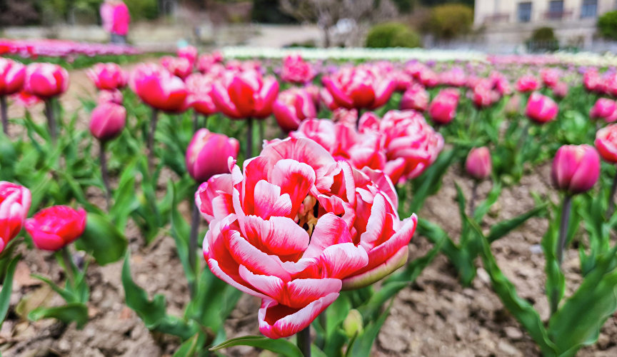 Парад тюльпанов в Никитском ботаническом саду Парад тюльпанов в Никитском ботаническом саду