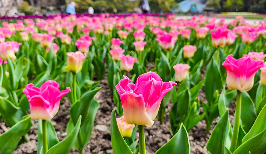 Парад тюльпанов в Никитском ботаническом саду Парад тюльпанов в Никитском ботаническом саду