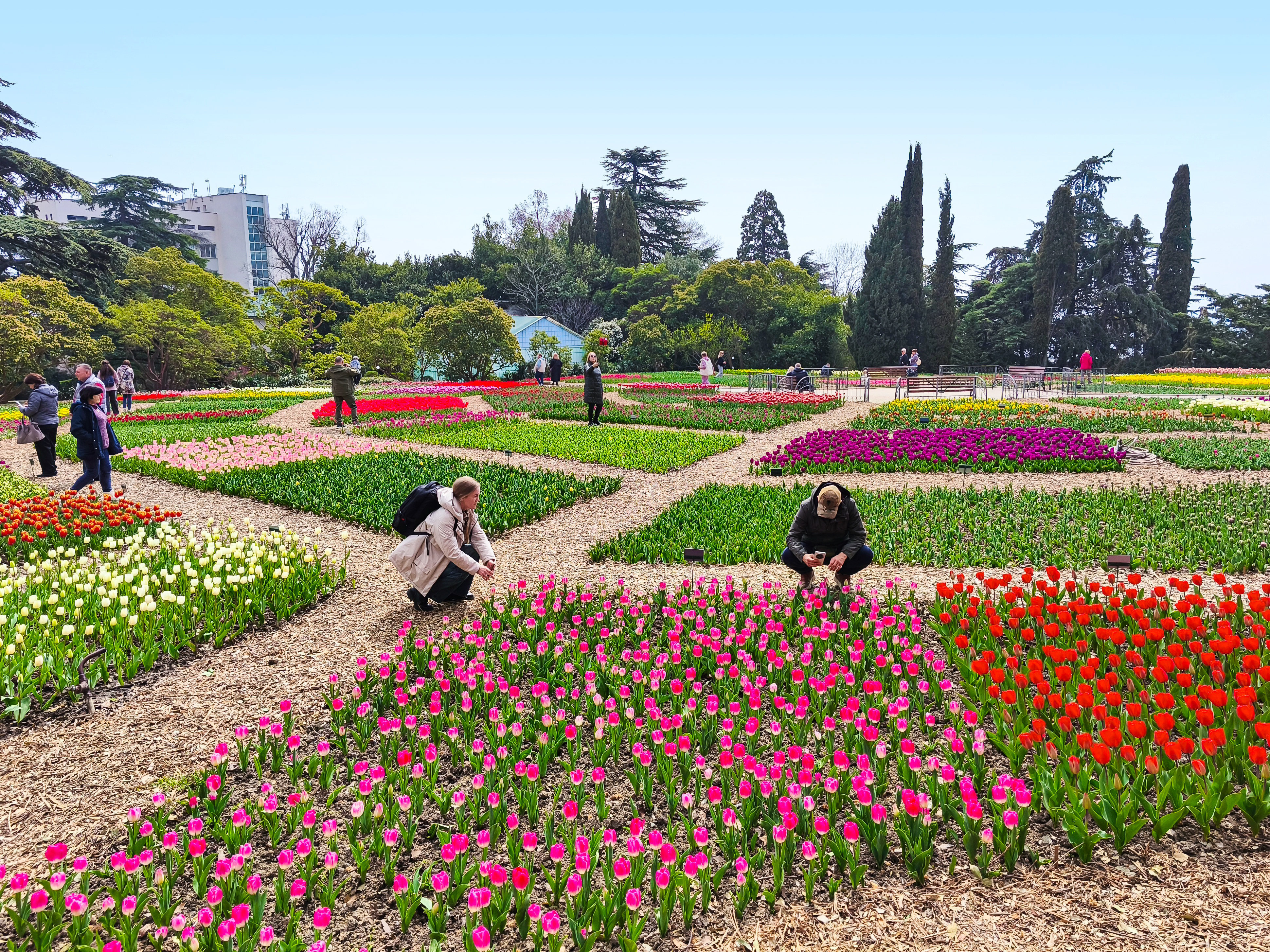 Парад тюльпанов в Никитском ботаническом саду 