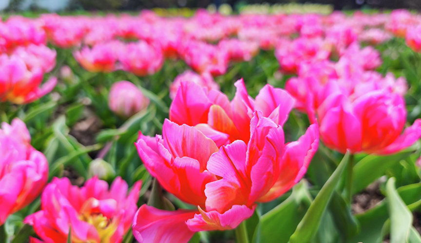 Парад тюльпанов в Никитском ботаническом саду Парад тюльпанов в Никитском ботаническом саду