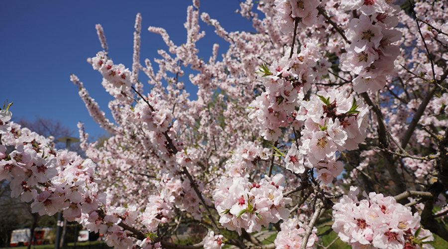 Персиковое дерево
