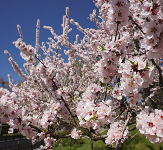 Концерты в цветущих садах, открытие «Артобуса» и путешествие в средневековую Кафу: афиша Крыма в выходные