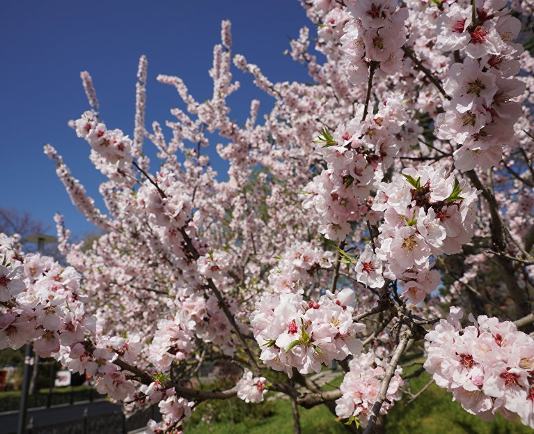 Персиковое дерево