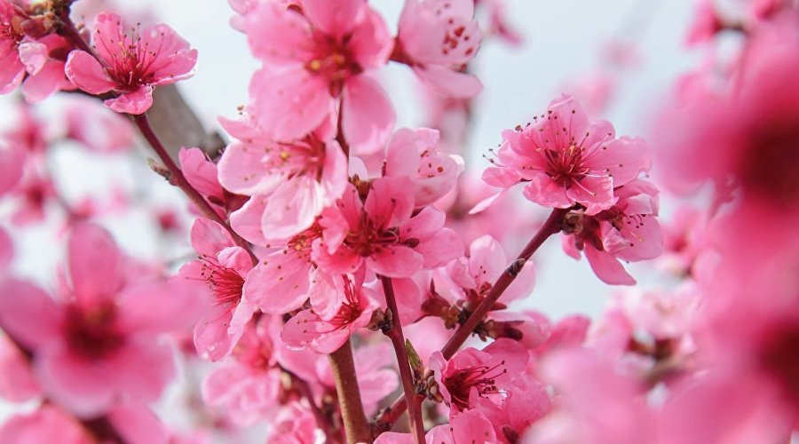 Цветение персикового дерева