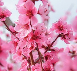 Музыка цветущего Крыма: в персиковом саду выступит трубач и пианист