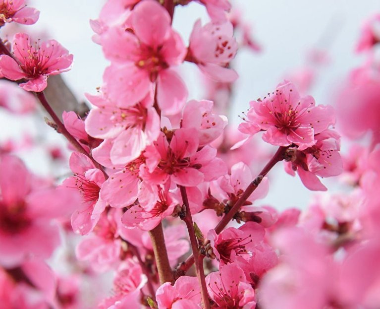 Цветение персикового дерева