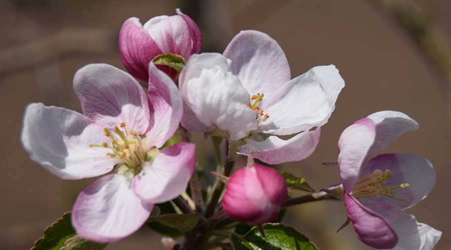 Цветение Цветение