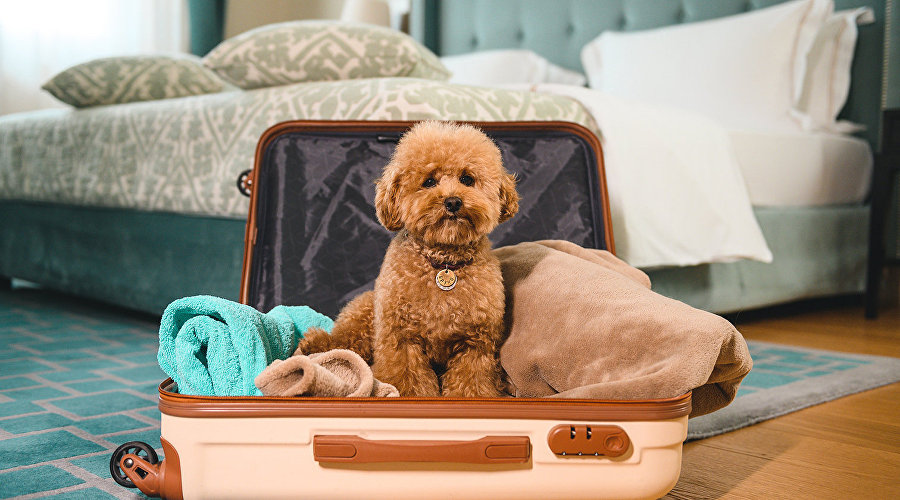 Собака в номере отеля