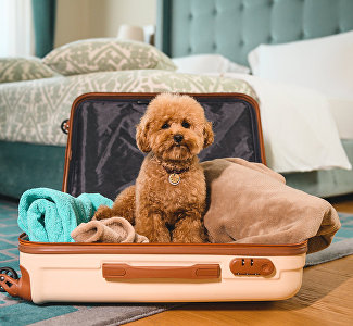 Путешествующие с кошками и собаками выбирают для апрельского отдыха Ялту и Севастополь