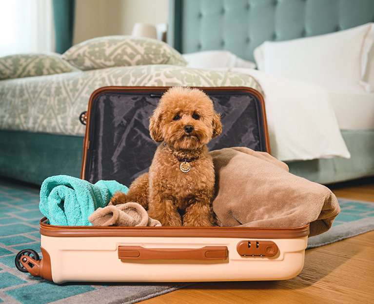 Собака в номере отеля