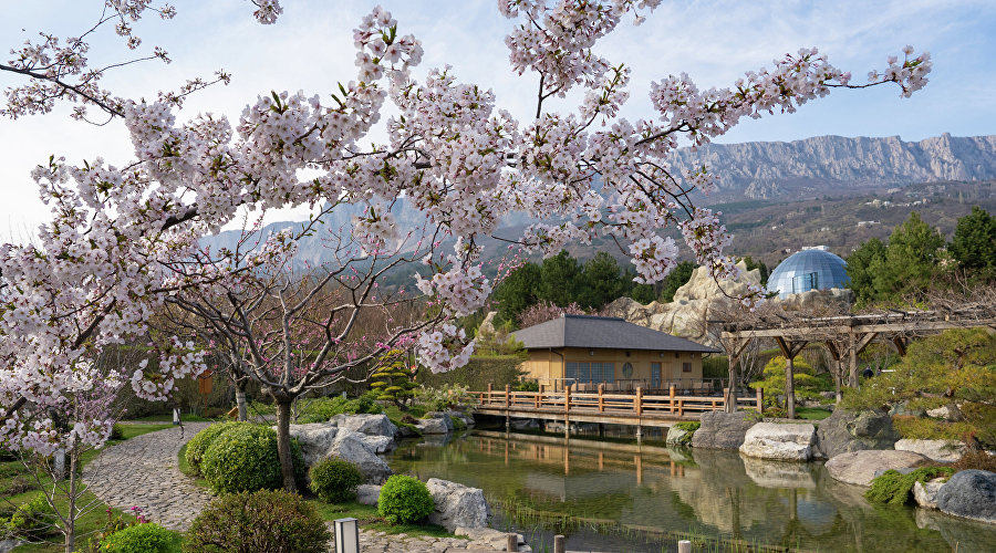 Цветение сакуры в Японском саду курорта «Мрия»