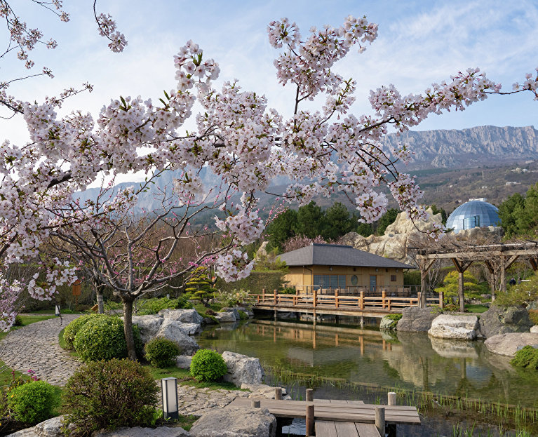 Цветение сакуры в Японском саду курорта «Мрия»