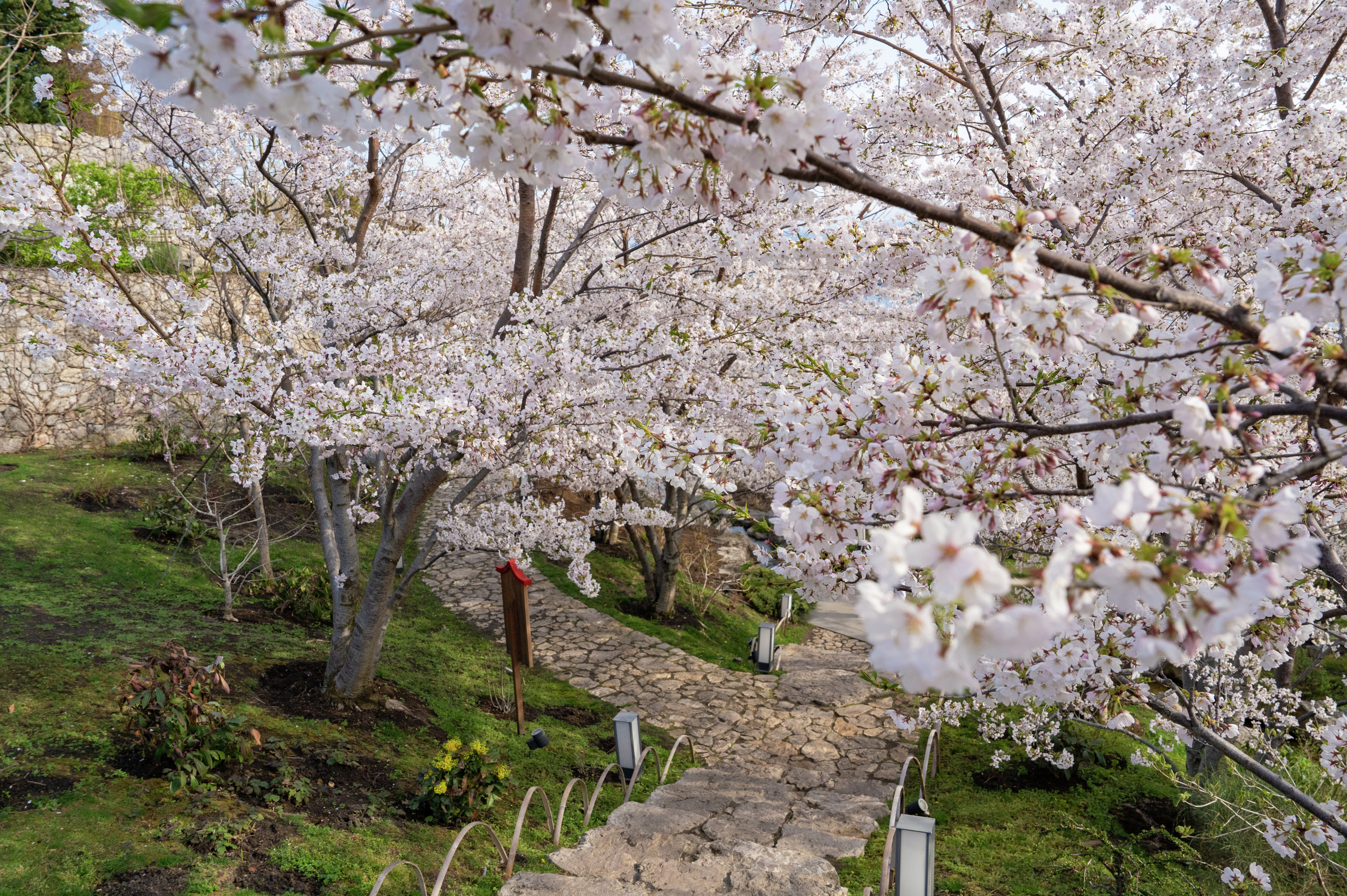 Цветение сакуры в Японском саду курорта &amp;laquo;Мрия&amp;raquo;