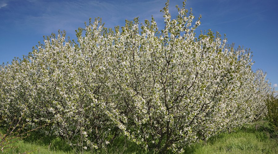 Цветущий сад в Бахчисарайском районе