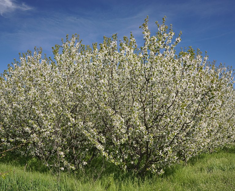 Цветущий сад в Бахчисарайском районе