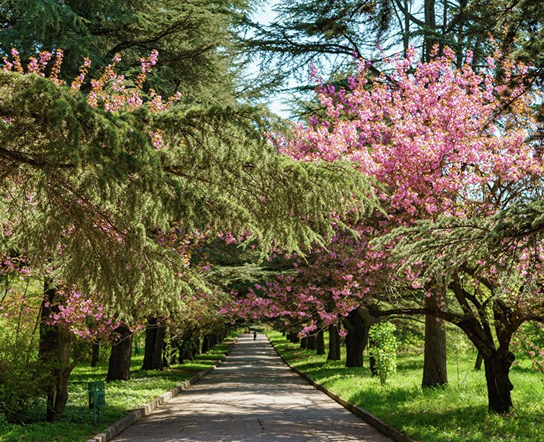 Ботанический сад им. Н. В. Багрова в Симферополе