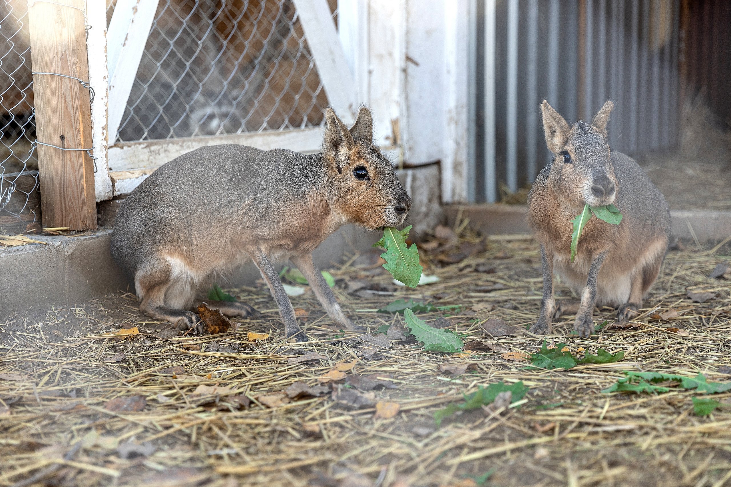 Фермерский парк &amp;laquo;Зелёная долина&amp;raquo;