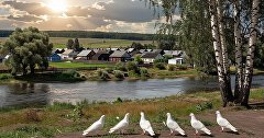 Голуби в деревне