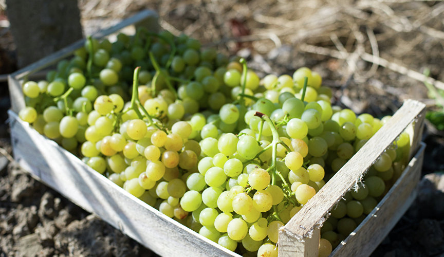 Сбор винограда на предприятии «Массандра»