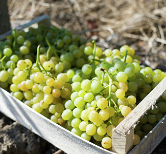 Вкусно смотреть: как собирают виноград в Крыму
