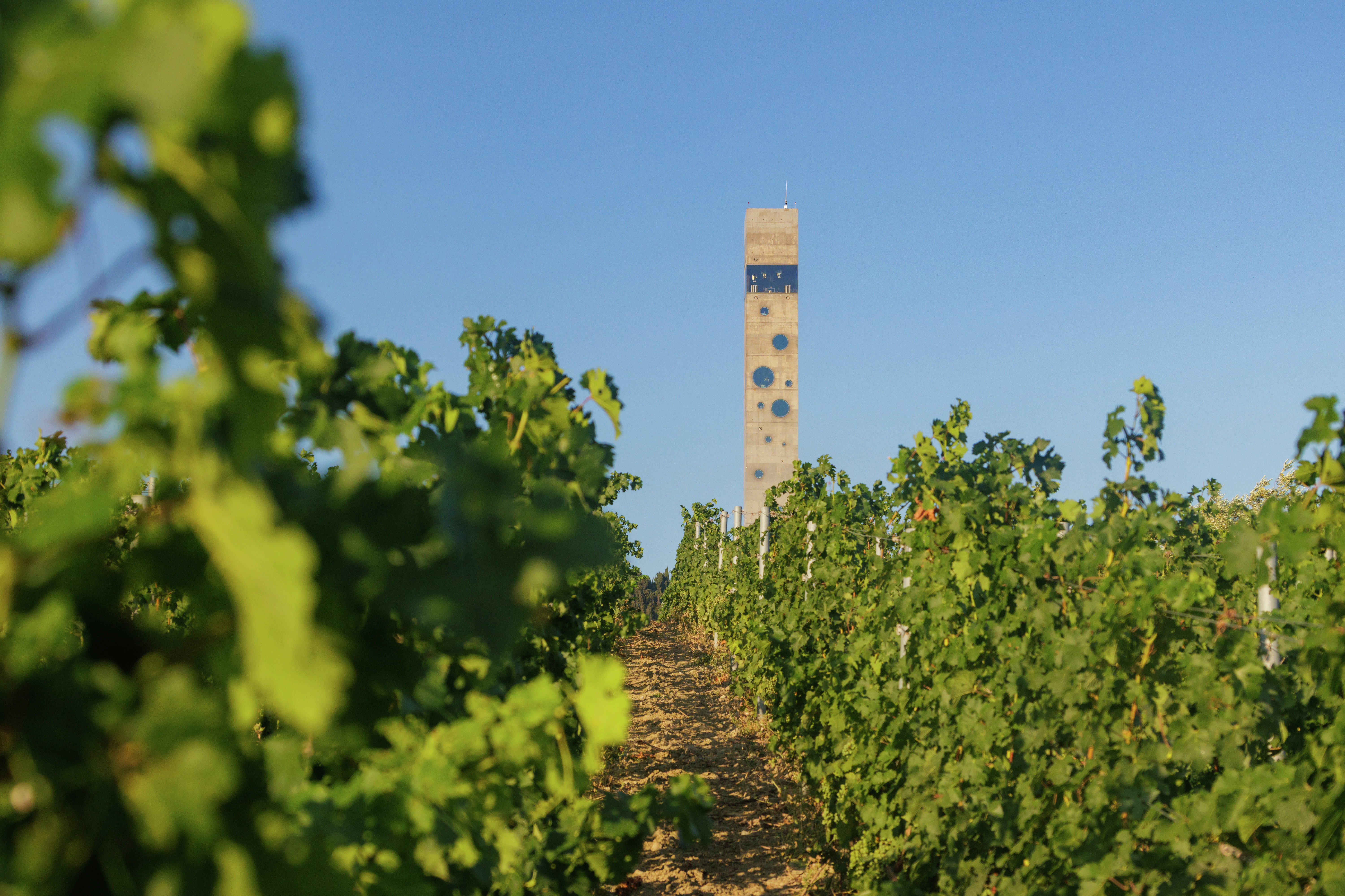 Виноградники в WINEPARK