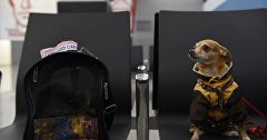 Собака в аэропорту