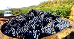 Видео уборки винограда