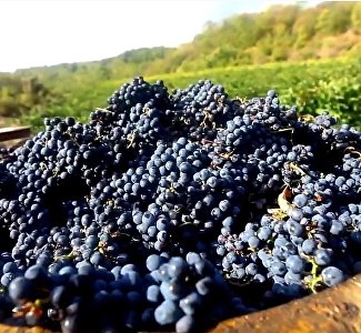Тёплое видео: сбор винограда у Аю-Дага