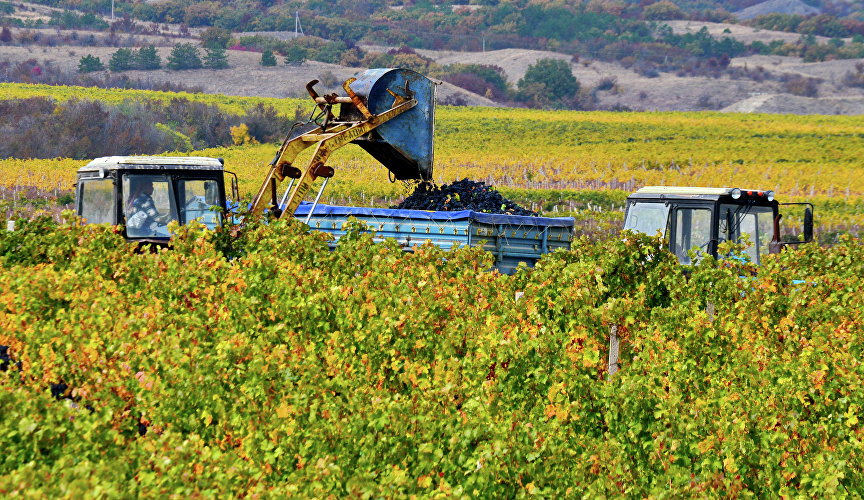 Сбор винограда на виноградниках завода марочных вин «Коктебель»