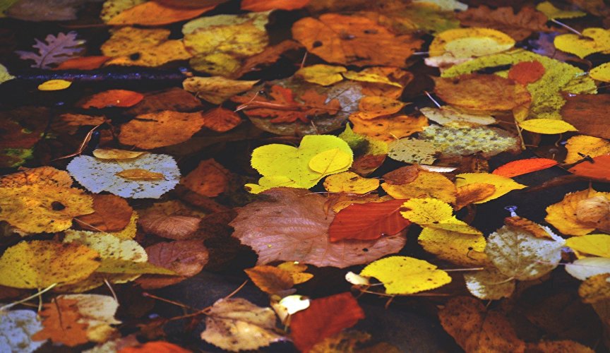 Осенняя листва в пруду