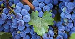 Виноград