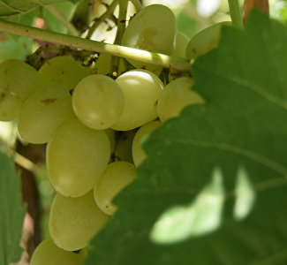 «Куда ведут лозы»: в Севастополе покажут вдохновлённые Крымом картины