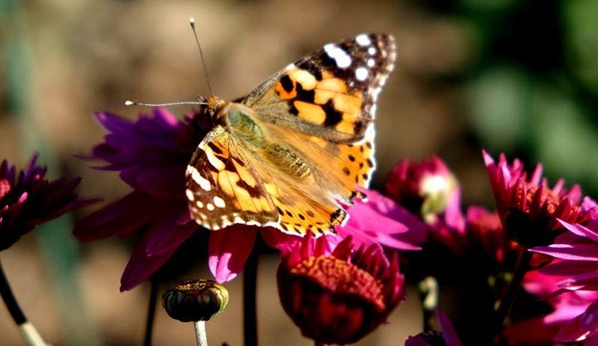 Бабочка на хризантеме