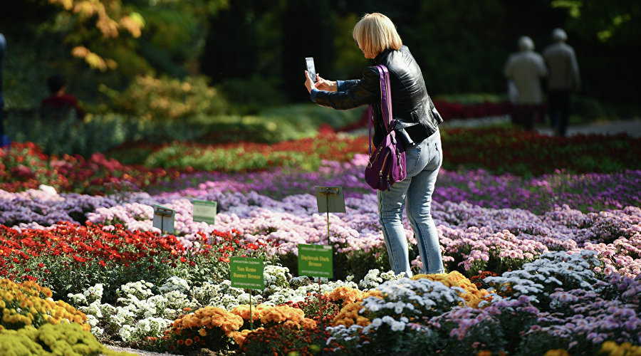 Женщина фотографирует хризантемы