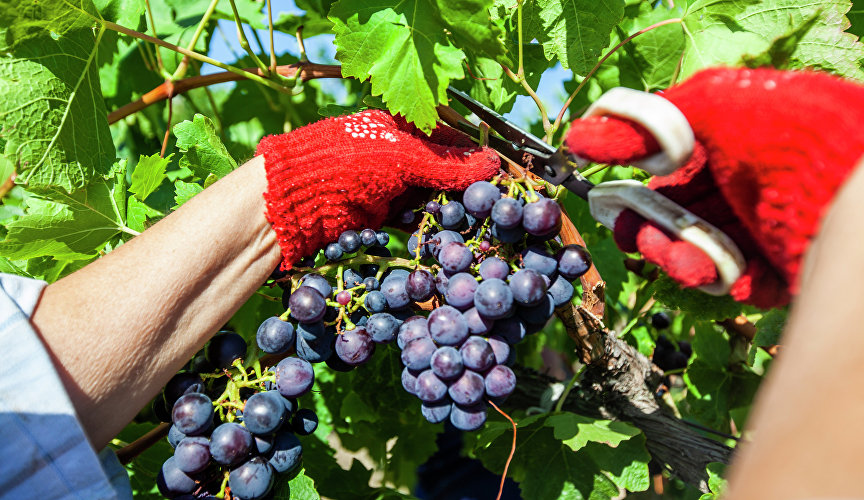 Сбор винограда на виноградниках «Массандры»